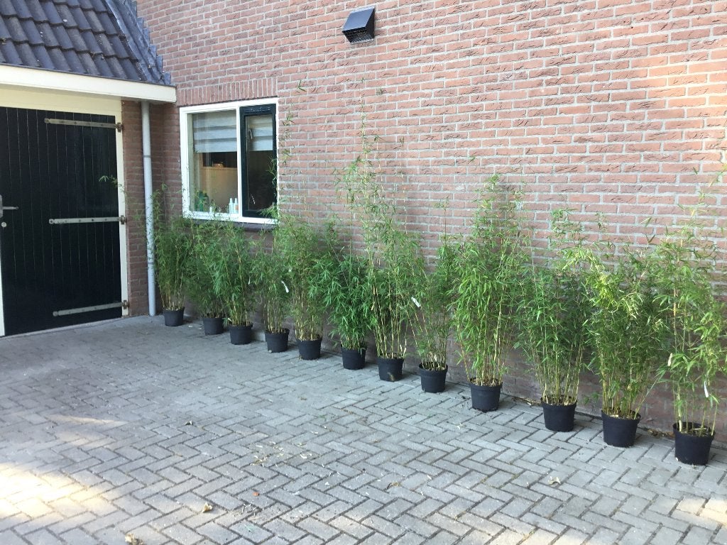 Fargesia Denudata Xian 1, niet woekerende bamboe, Ophalen, Bamboe, Struik, 100 tot 250 cm