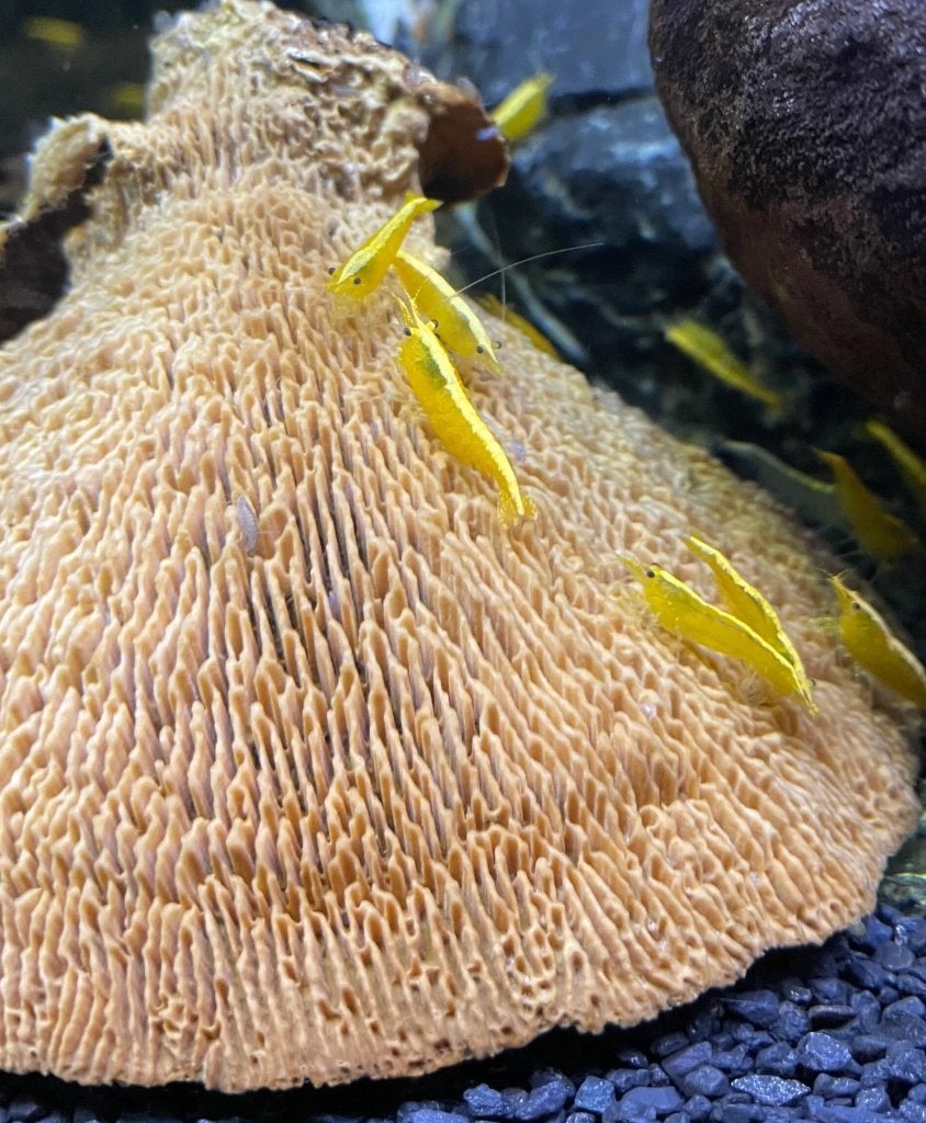 Aanbieding: Yellow Fire Neon Backstripe High Grade garnalen, Dieren en Toebehoren, Kreeft, Krab of Garnaal, Zoetwatervis, Schoolvis