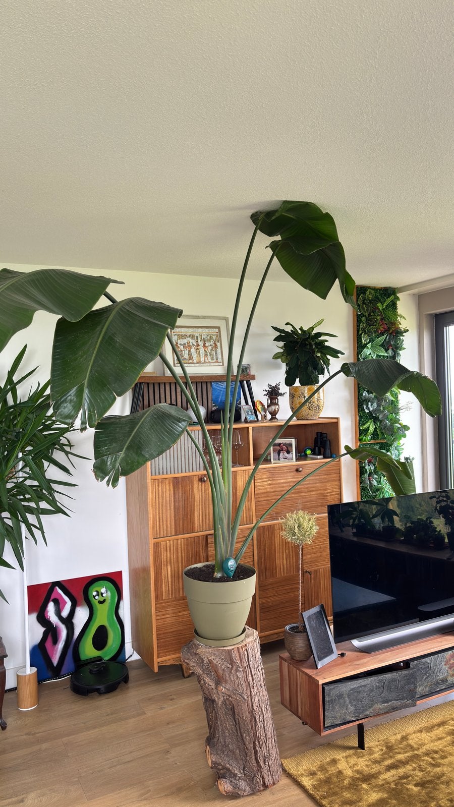 Grote Strelitzia Nicolai - Paradijsvogelplant, Huis en Inrichting, Kamerplanten, Ophalen, 200 cm of meer, Overige soorten, In pot
