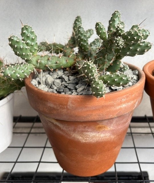 Cactus Opuntia fragilis in terracotta pot, Tuin en Terras, Planten | Tuinplanten, Ophalen, Overige soorten, Volle zon