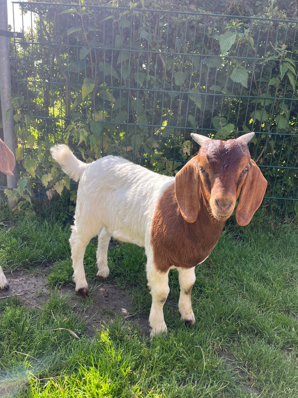 Boergeit bokjes, Mannelijk, Geit