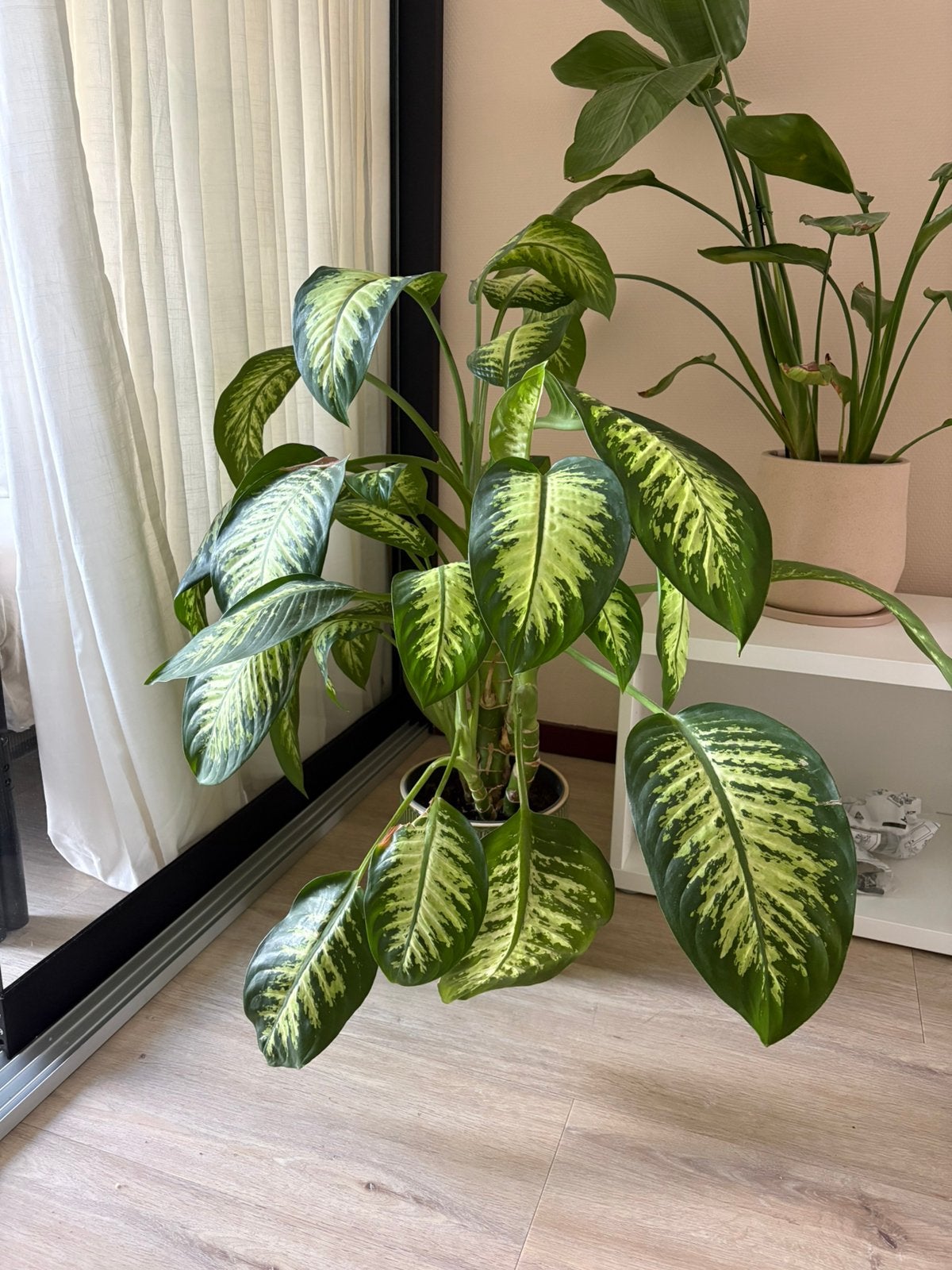 Grote groene kamerplant – mooi en gezond, Ophalen, Halfschaduw, Minder dan 100 cm