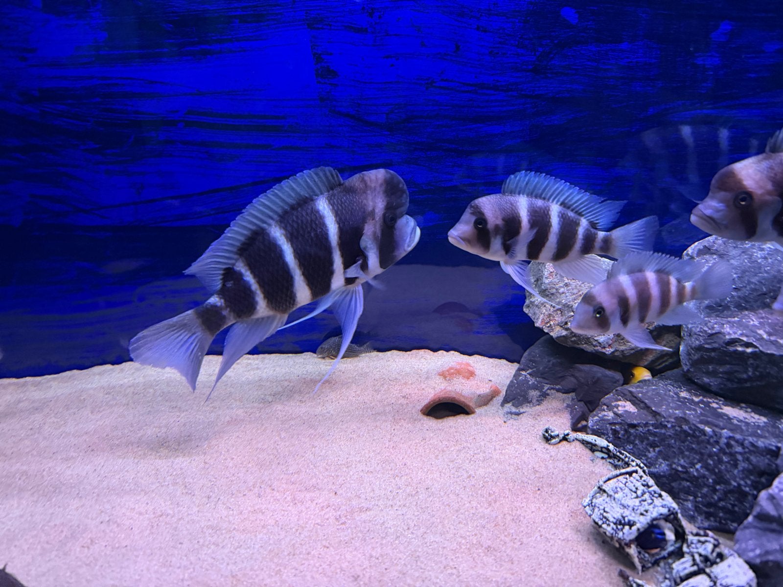 Frontosa, Dieren en Toebehoren, Vis