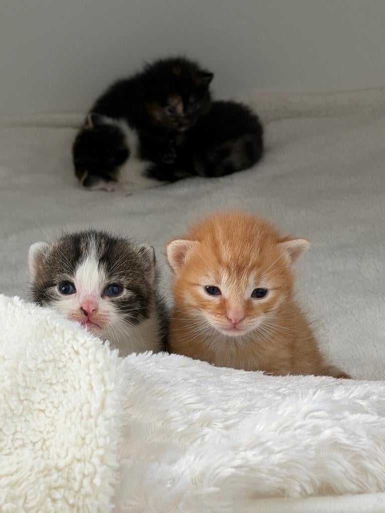 Kittens, Meerdere dieren, Kortharig, 0 tot 2 jaar