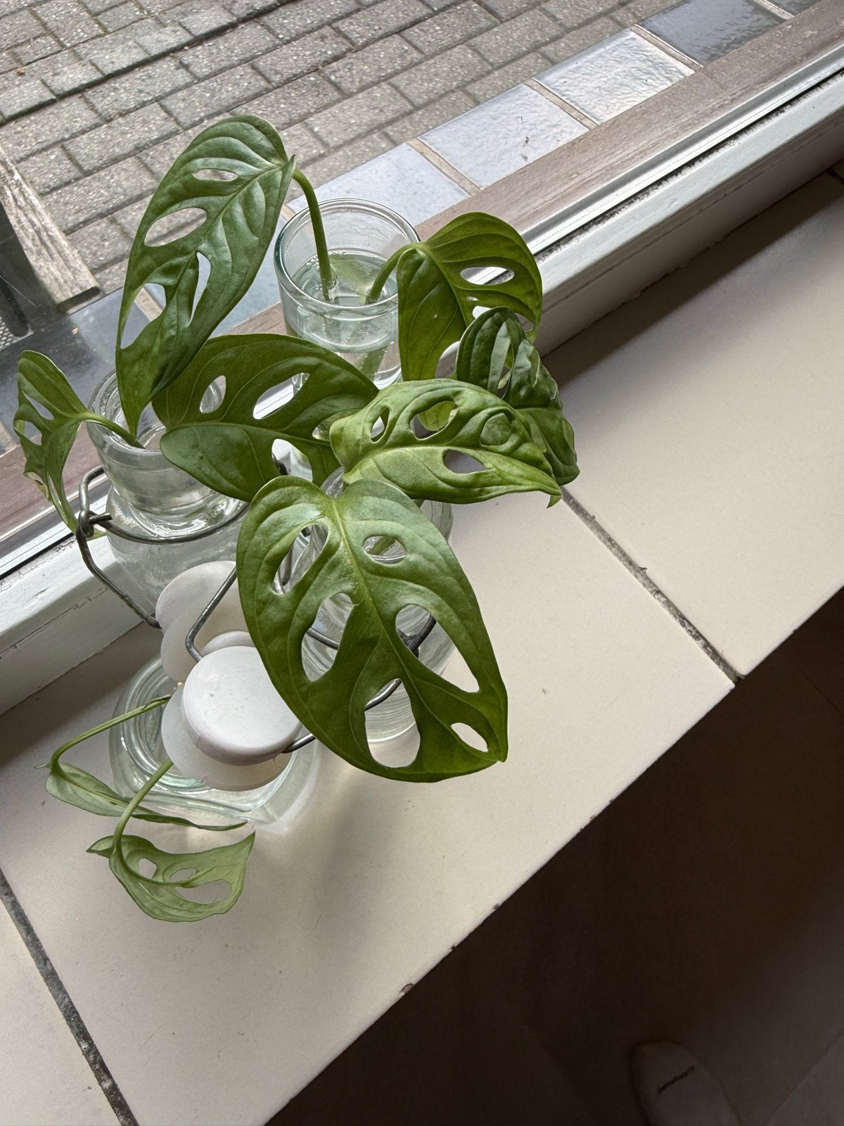 Monstera Monkey Mask Stekjes - Makkelijk te stekken!, Ophalen