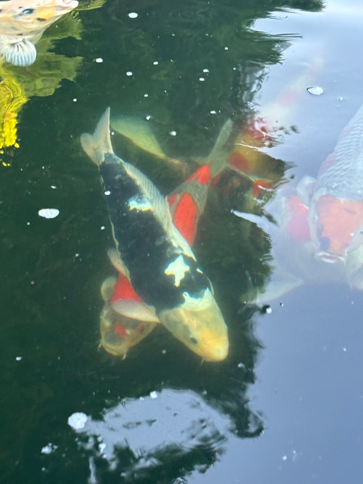Kumonryu, Karper of Koi