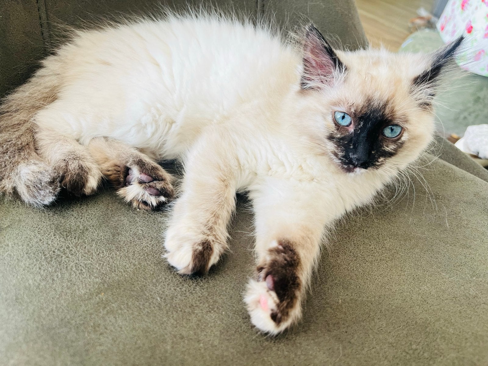 Mijn kat is een Ragdoll, een vrouwtje,, Poes