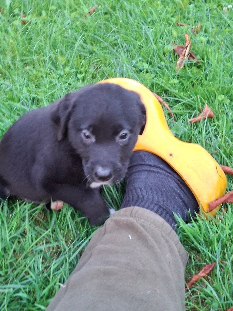 Australian sheperd pups, HCC (leverziekte), 8 tot 15 weken, Labrador retriever, Meerdere
