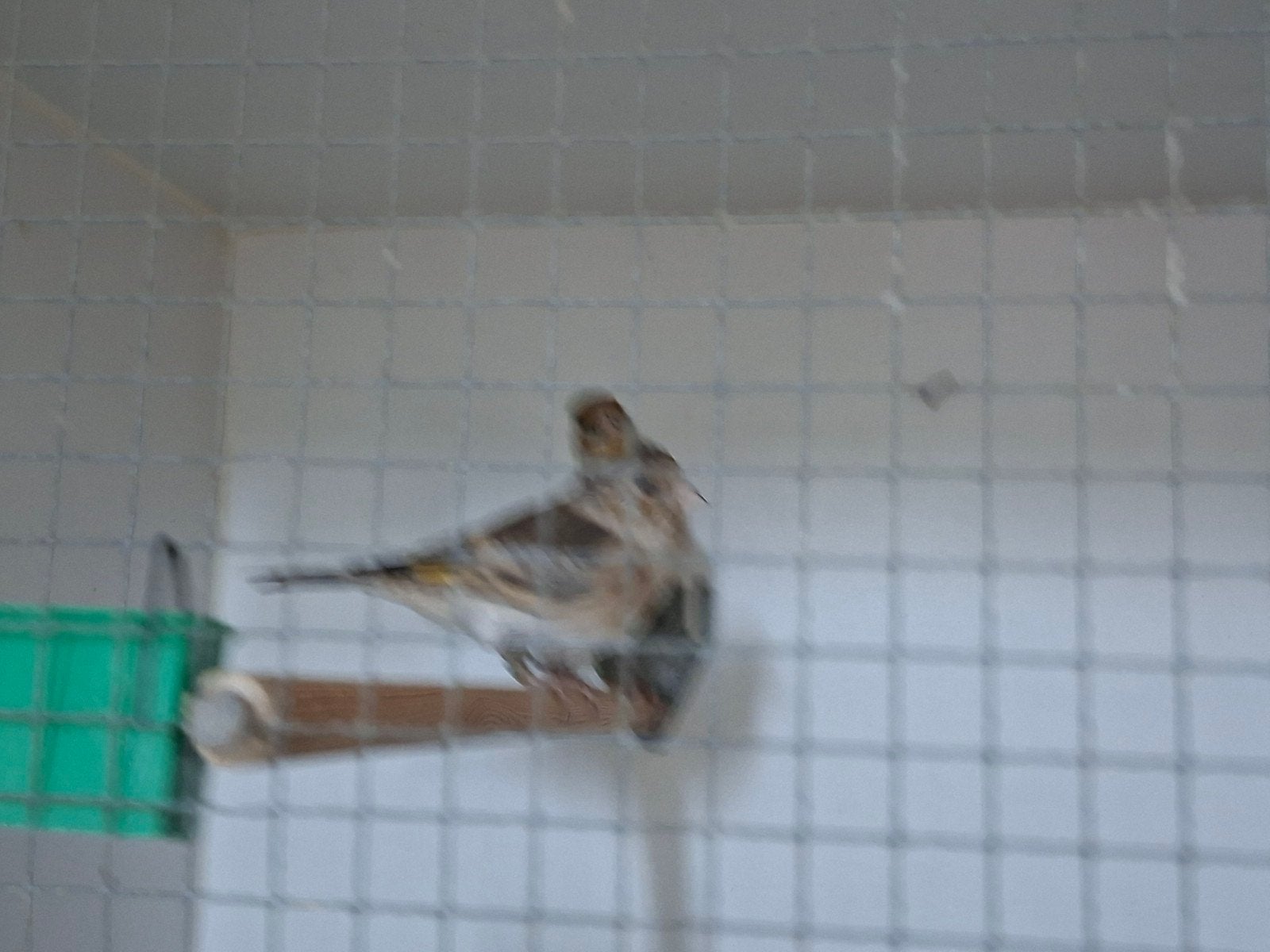 te koop aangeboden bastaarden, Dieren en Toebehoren, Vrouwelijk, Wildzangvogel, Geringd