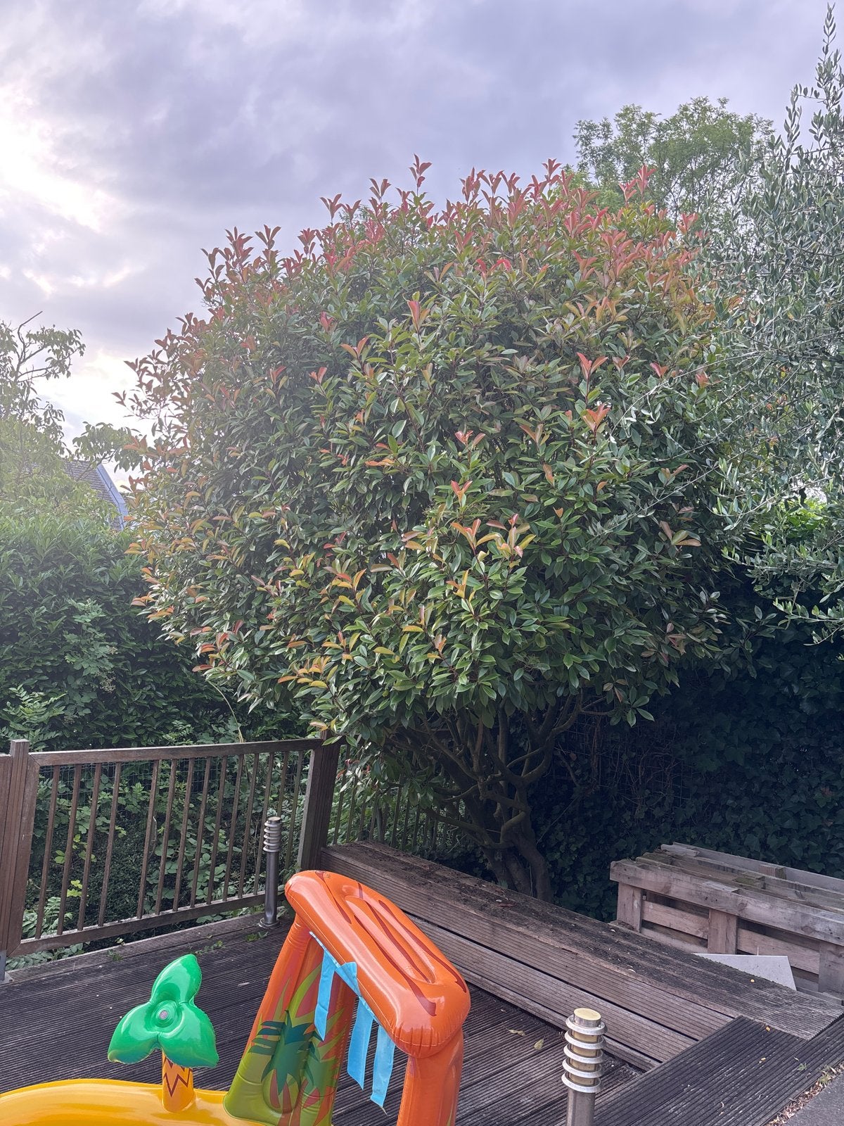 Red Robin meerstammige boom - Photinia fraseri 'Red Robin', Overige soorten, Lente, 250 tot 400 cm, Ophalen
