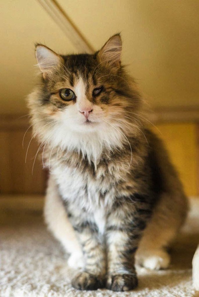 Een lievere kat bestaat niet, Kater, Langharig, 3 tot 5 jaar