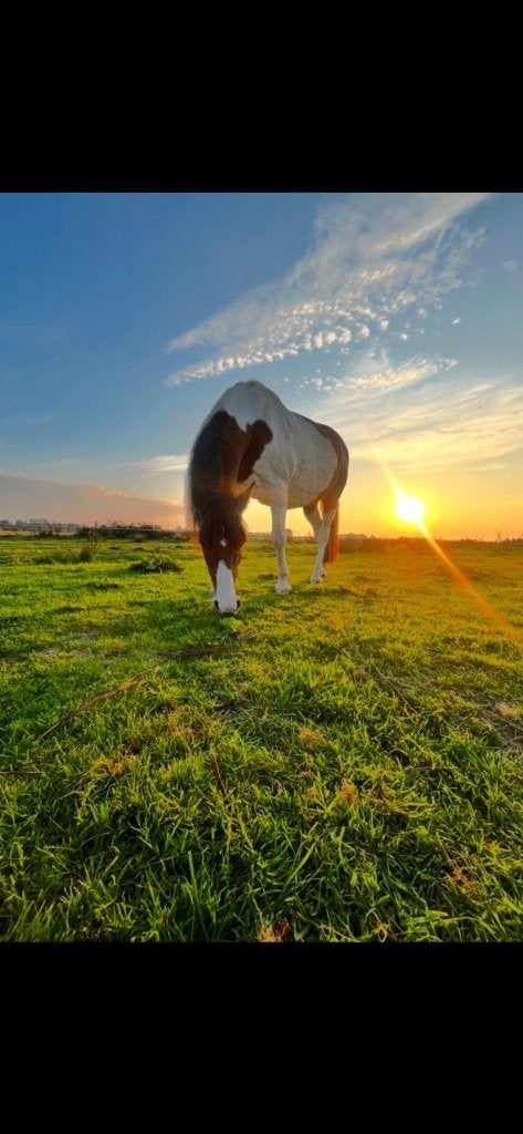 Lieve, prachtige, betrouwbare, gezonde D-pony, Dieren en Toebehoren, Niet van toepassing, 11 jaar of ouder, Recreatiepony, D pony (1.37m tot 1.48m)