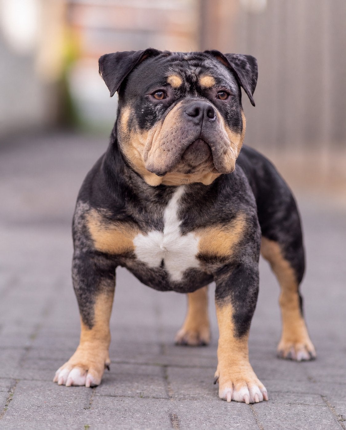 American Bully Dekreu Merle Tricolor pups, Dieren en Toebehoren, België, Fokker | Hobbymatig, Reu, 1 tot 2 jaar