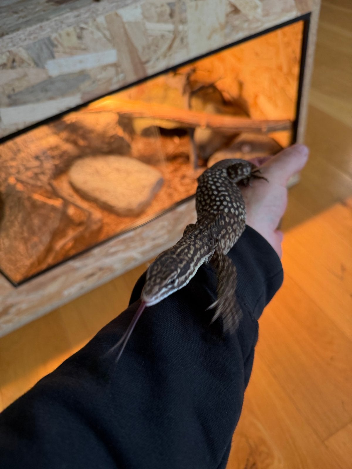 Varanus acanthurus 1.0 jaar oud Monitor Lizard photo 3