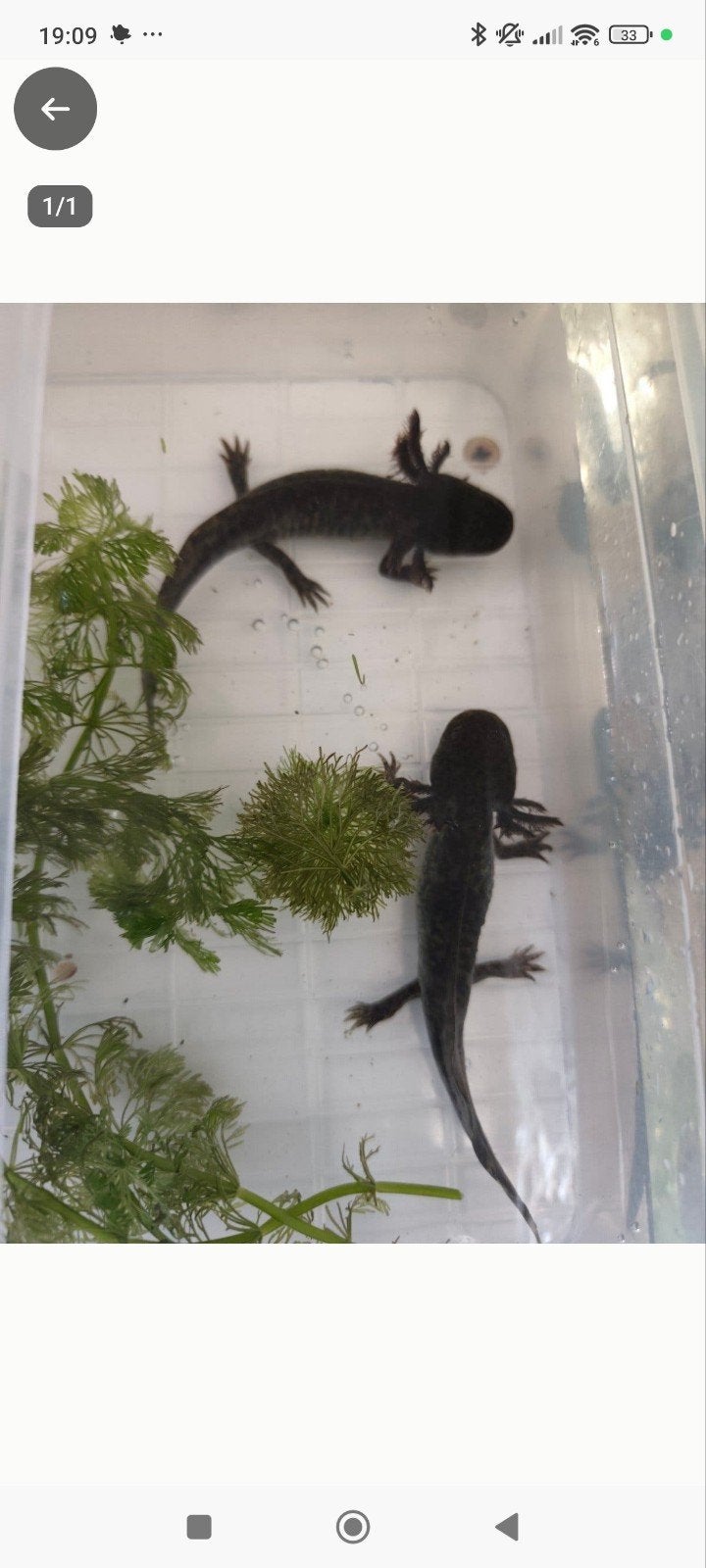 axolotl's, Vis