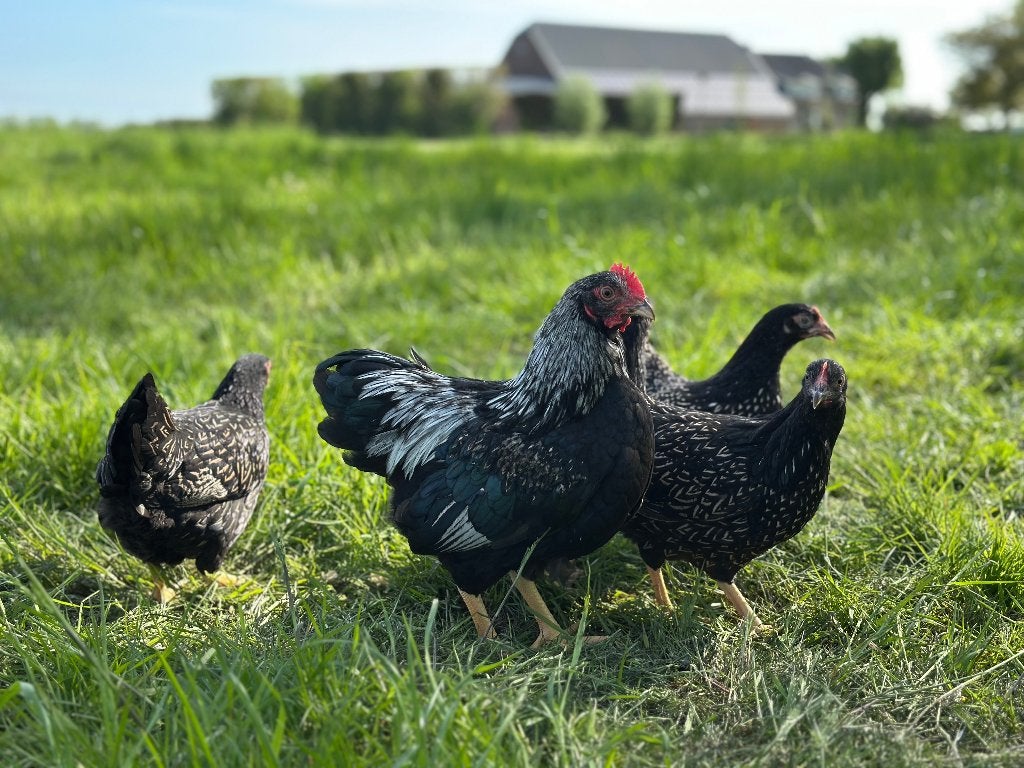 Jonge Barnevelder kriel zilver gezoomd gesekst & ingeënt, Dieren en Toebehoren, Pluimvee, Vrouwelijk, Kip