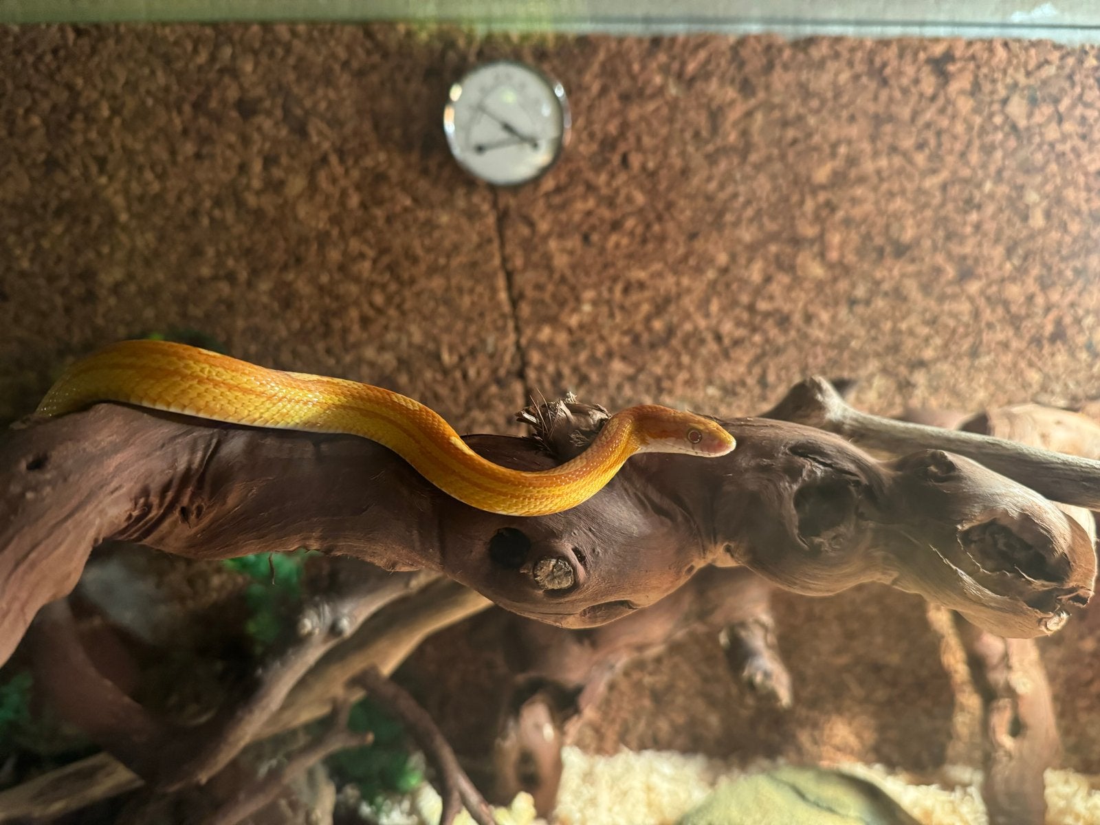Een korenslang 3 jaar oud met terrarium Corn Snake photo 7