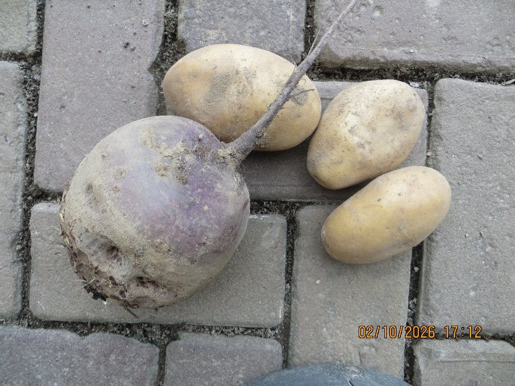 Onbespoten rode bieten en aardappelen, bio, Diversen, Ophalen of Verzenden