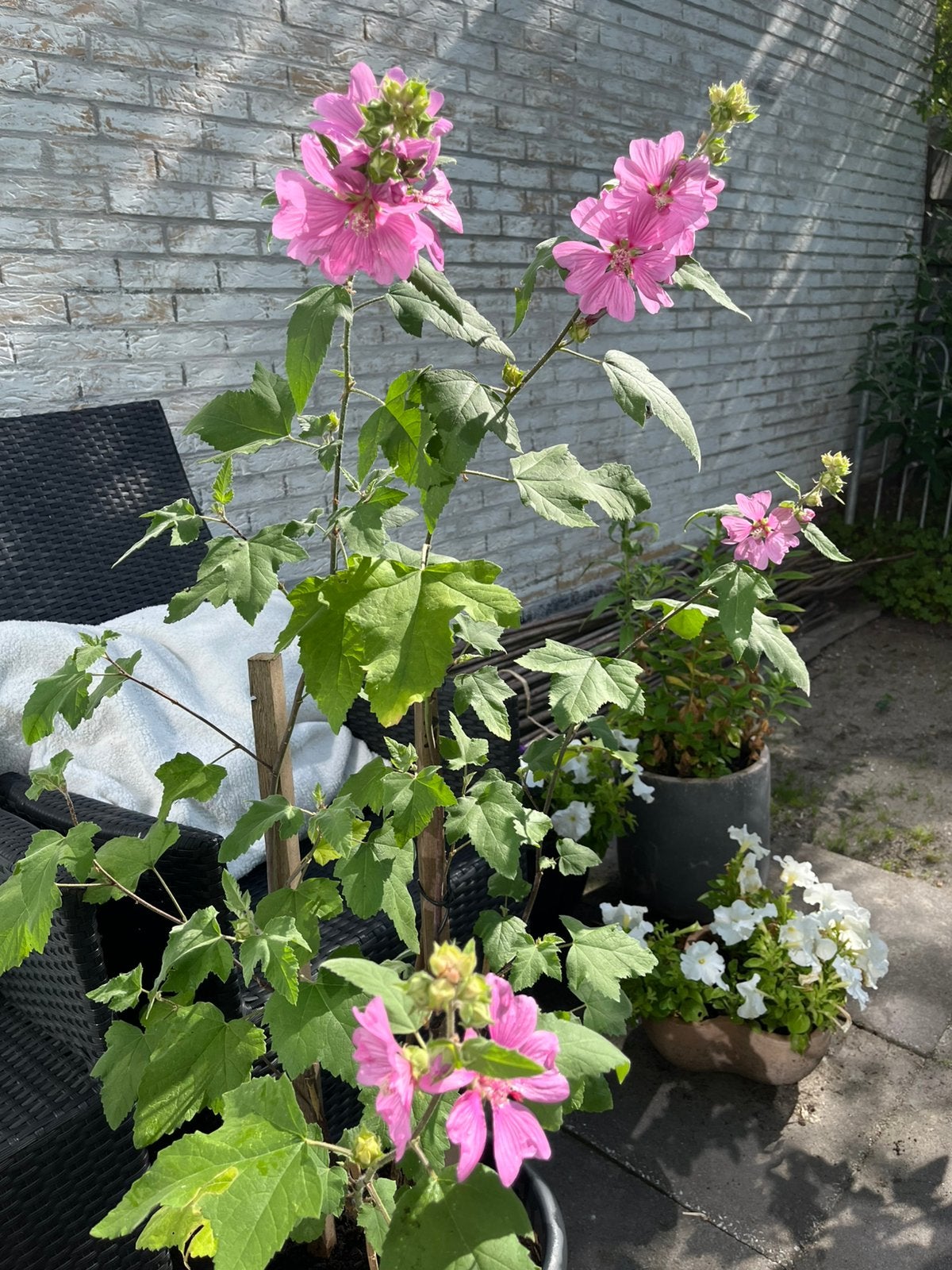 ==GAAF== Grote Hibiscusstruik roze bloemen in pot, Ophalen of Verzenden, Overige soorten, Volle zon