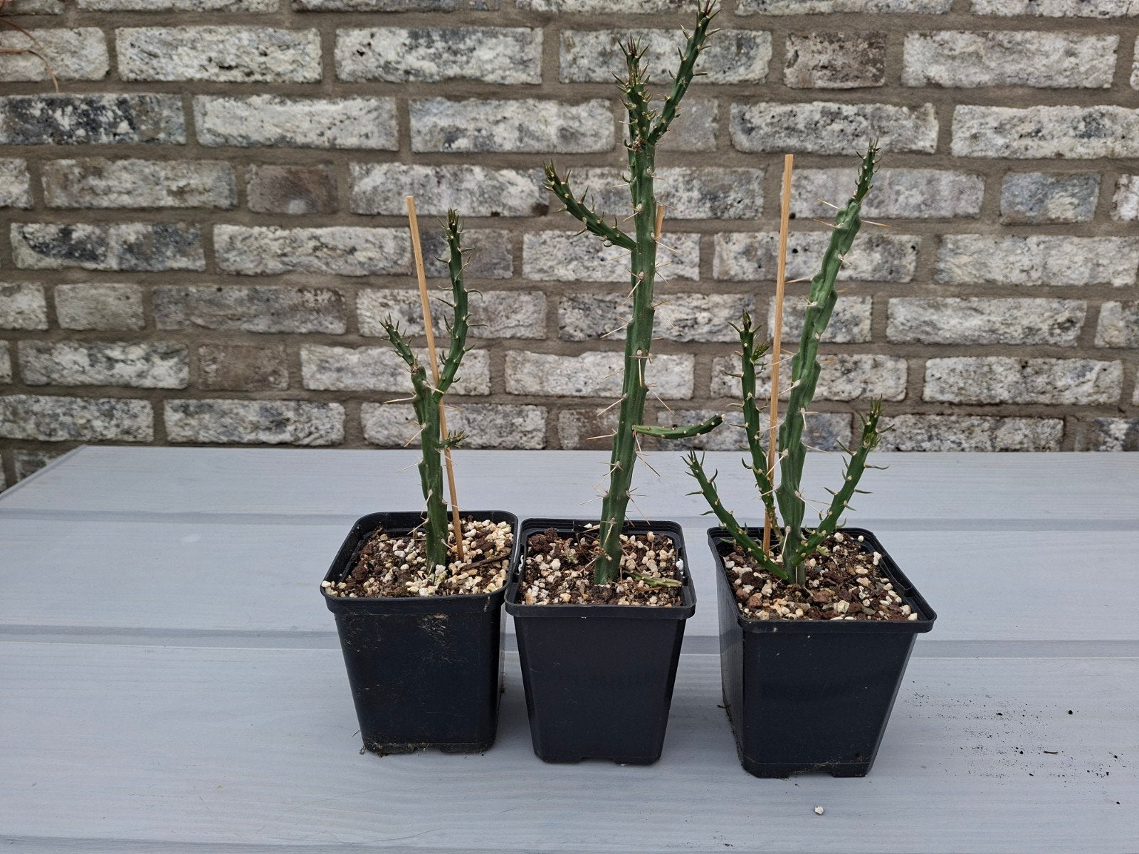 Cactus cylindropuntia winterhard, Ophalen, Overige soorten