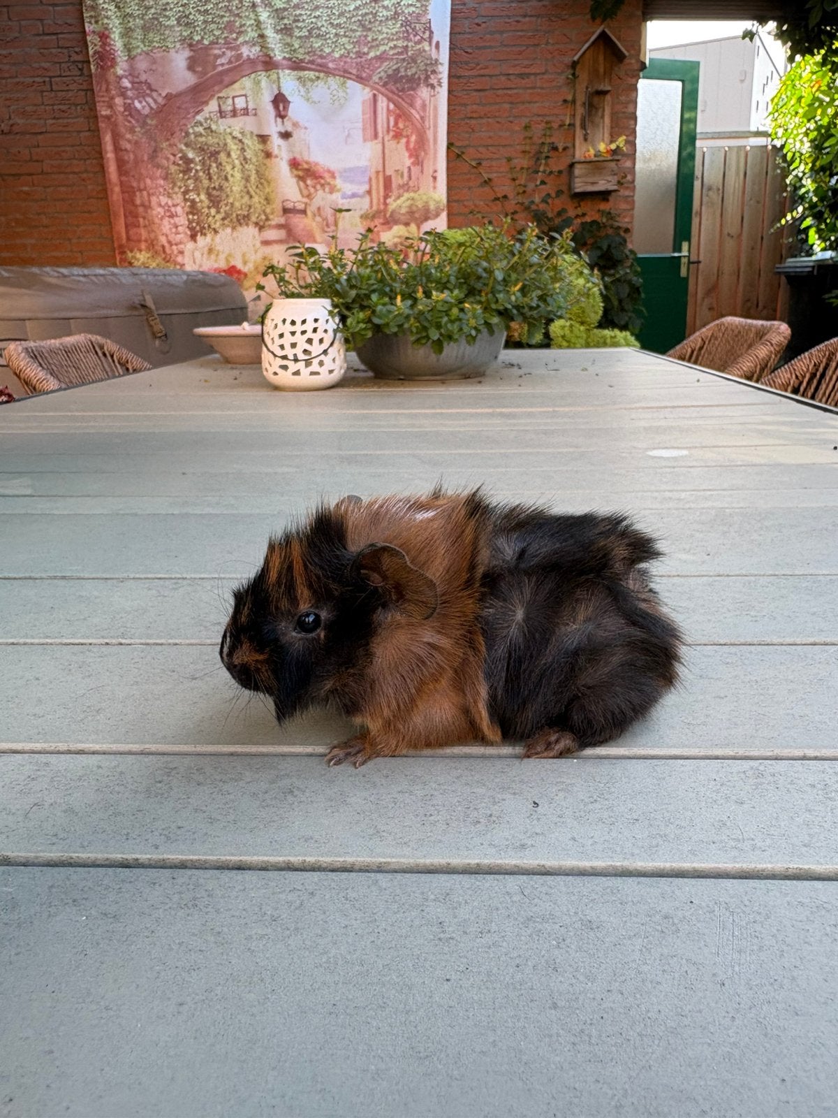 Mooi jong borstel cavia beertje, Cavia, Augustus, Mannelijk, Tam