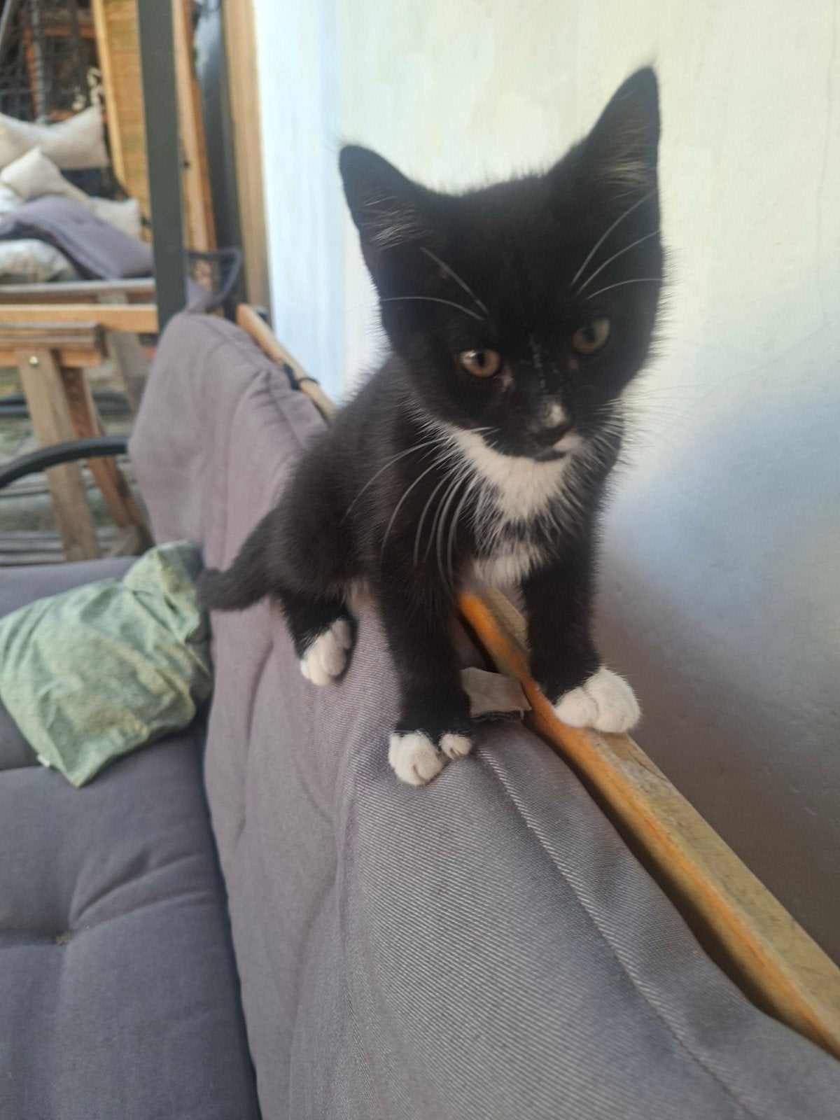 kittens, Dieren en Toebehoren, Katten en Kittens | Overige Katten