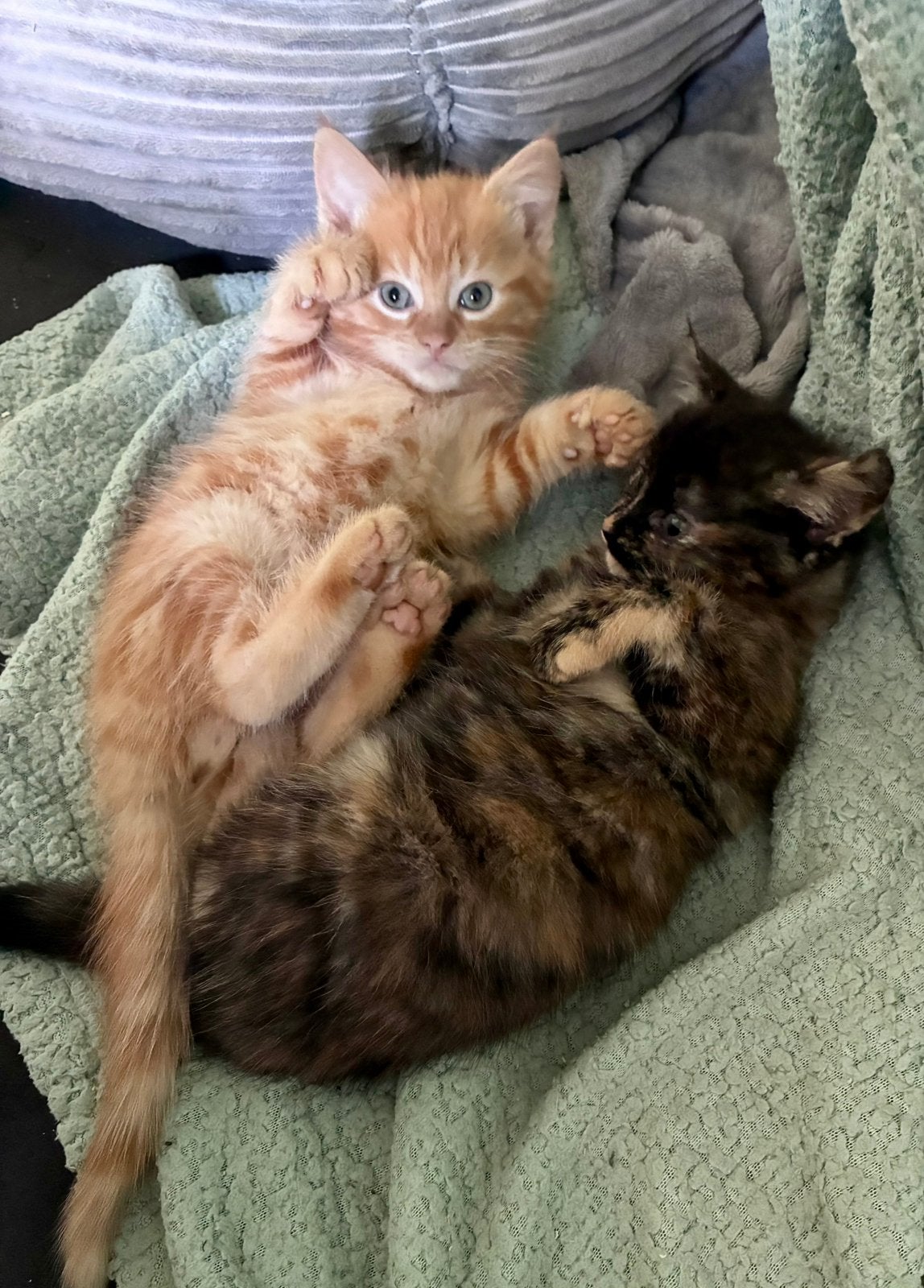 Lieve sociale kittens, Dieren en Toebehoren, Meerdere dieren, Kortharig, 0 tot 2 jaar