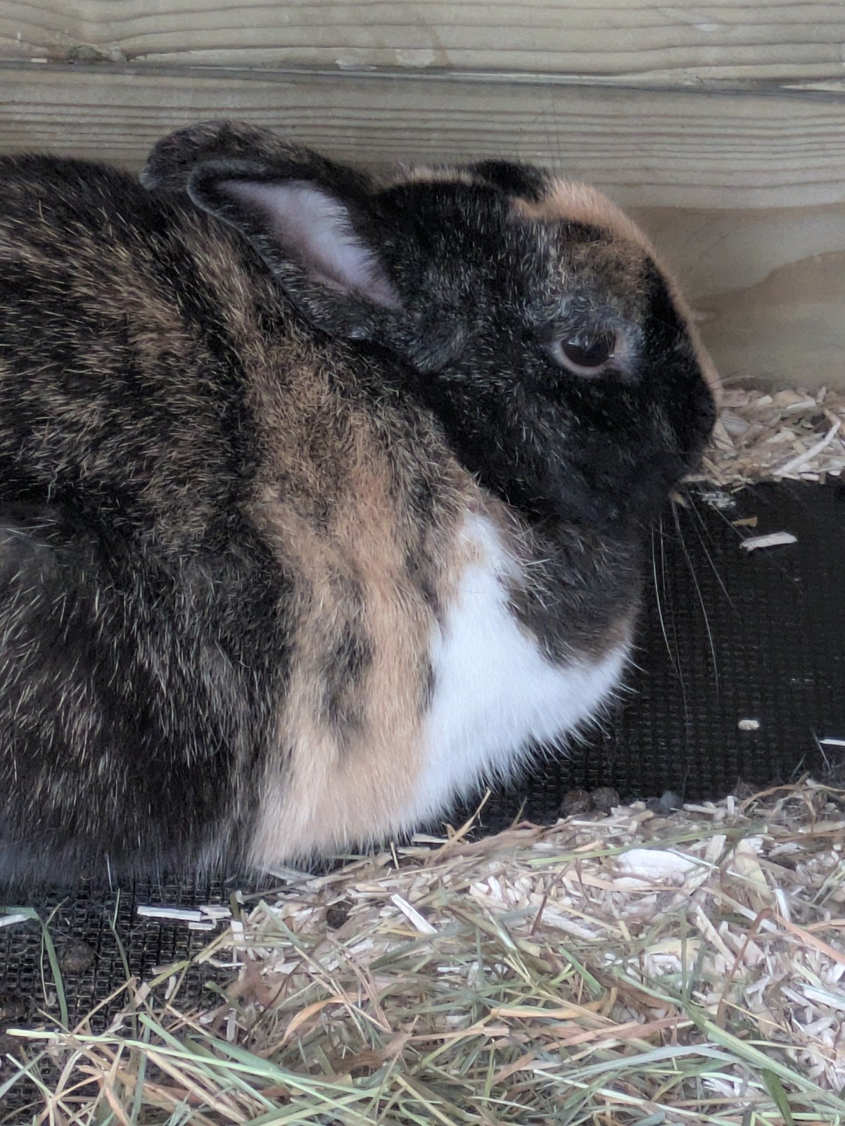 Te koop gecastreerde ram.   Japanner kleuren, Dieren en Toebehoren, Februari, Mannelijk, Overige typen