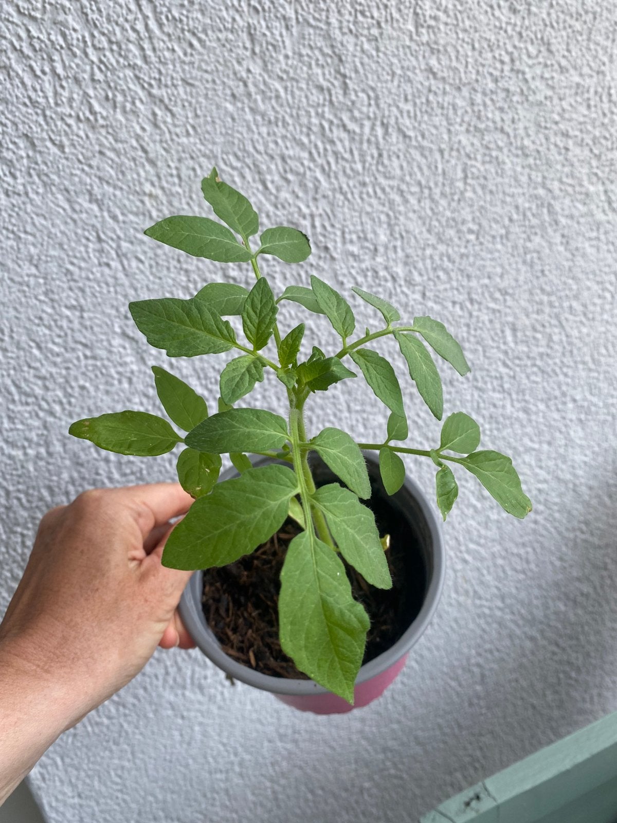 Stekjes cherrytomaatjes, Ophalen of Verzenden, Eenjarig, Groenteplanten, Volle zon