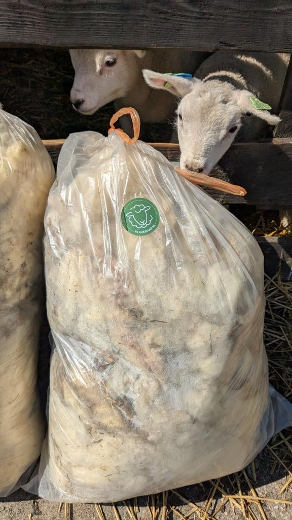 Schapenwol / vers van de pers, Vrouwelijk, Schaap
