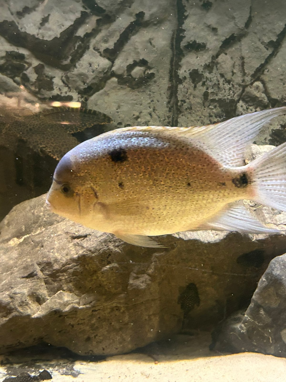Vieja argenteus, Dieren en Toebehoren, Vis