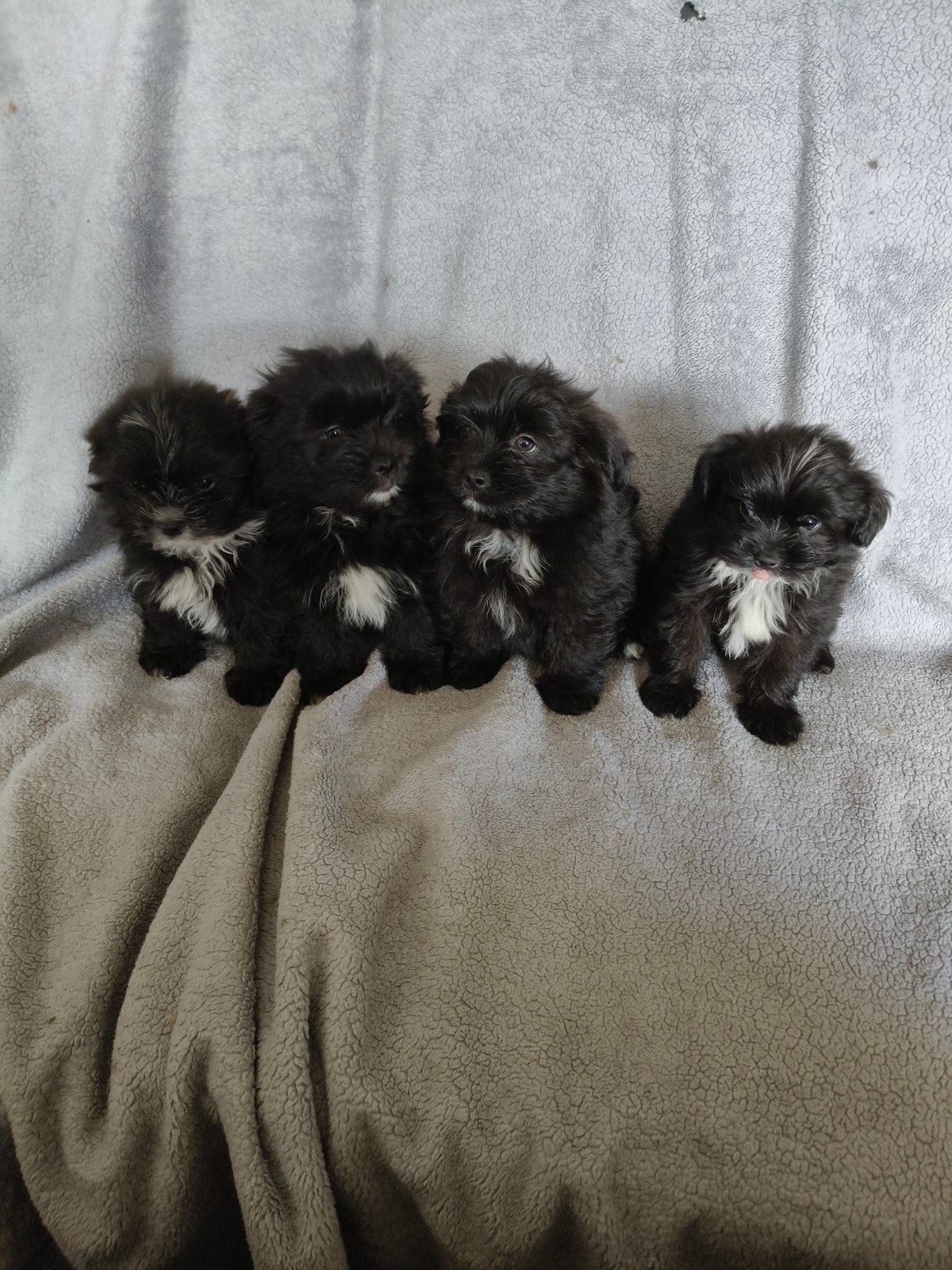 Te koop Boomer Pomeriaan pups, Overige rassen, Meerdere, Meerdere dieren, Nederland