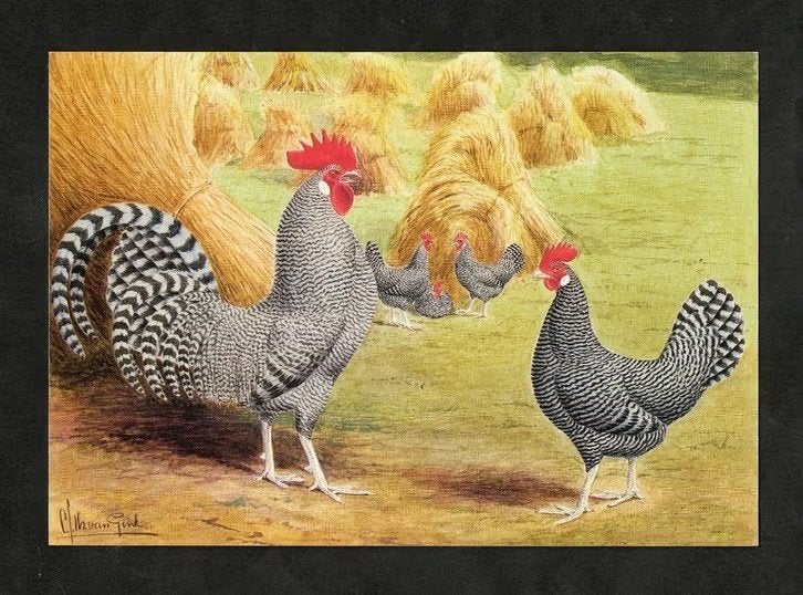 Pluimvee Kippen Fries Hoen koekoek Boerderij, Van Gink, Ophalen of Verzenden, 1980 tot heden, Ongelopen, Vogel