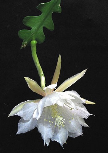 cactus - Zaagcactus Epiphyllum anguliger in hangpot, Ophalen of Verzenden, Cactus, Volle zon, Minder dan 100 cm