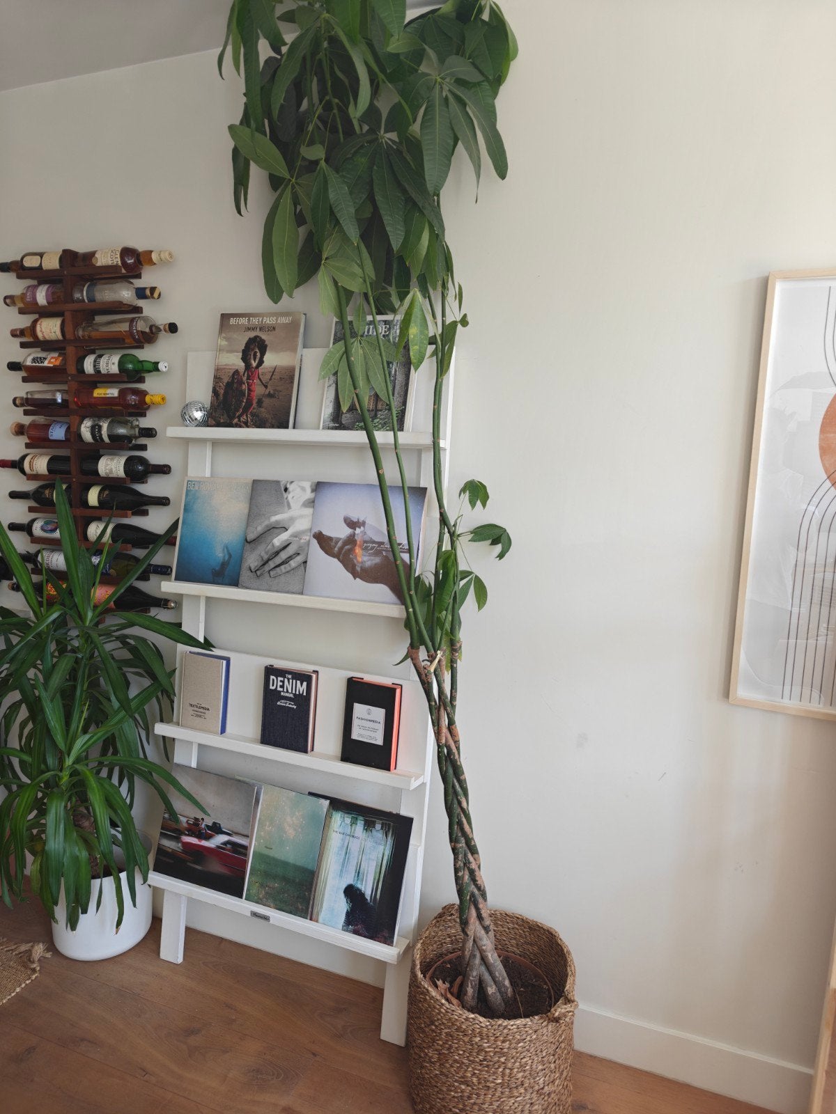 Money tree + basket, Ophalen, Halfschaduw, 200 cm of meer