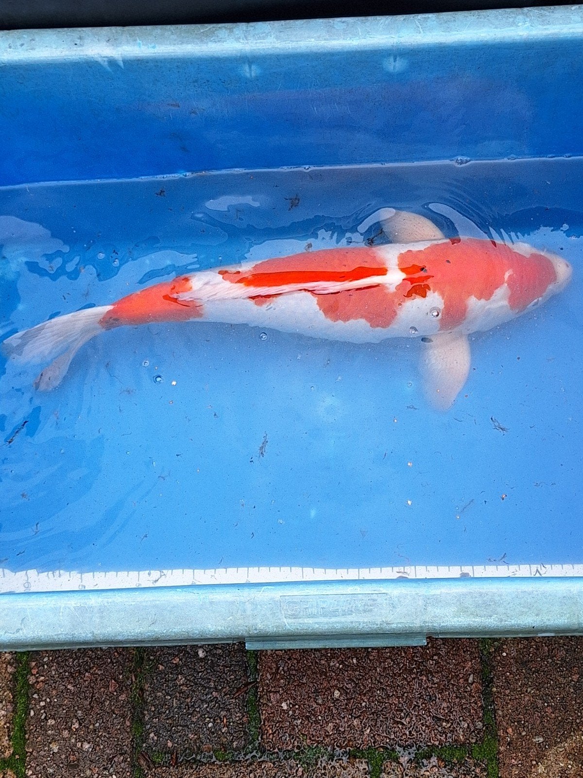 Kohaku, Dieren en Toebehoren, Karper of Koi