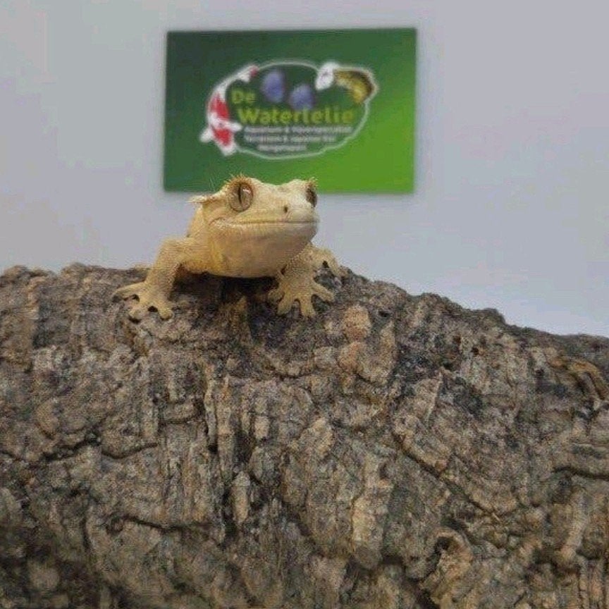 Wimpergekko vrouw 25% Korting Crested Gecko photo 2