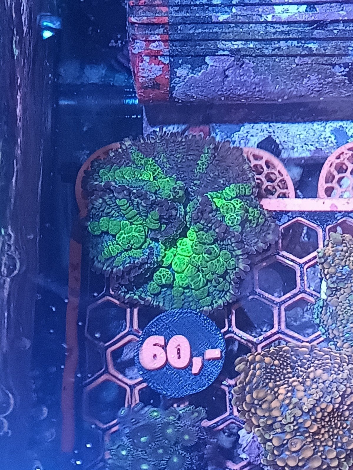 WYSIWYG uranium bounce mushroom, Dieren en Toebehoren, Vissen | Aquariumvissen, Overige typen, Zoutwatervis