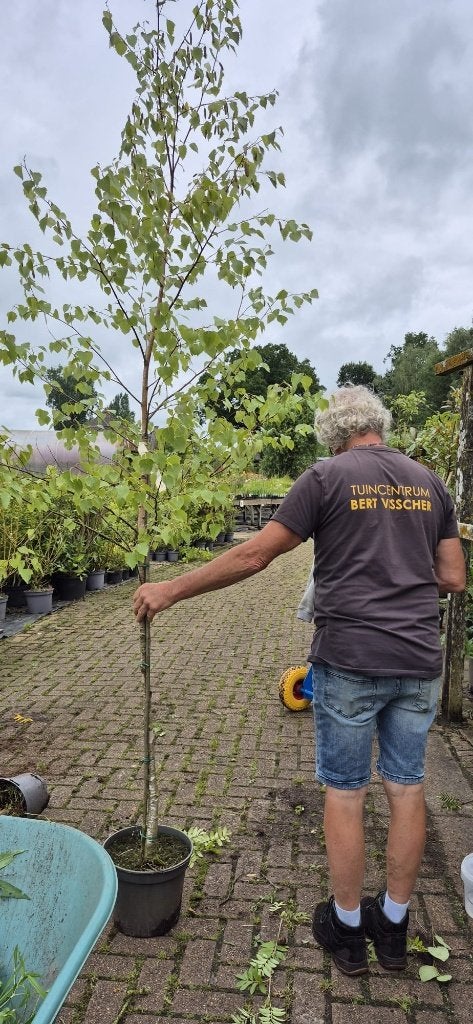 TE KOOP Betula pendula - Berk, Tuin en Terras, Planten | Bomen, Bloeit niet, Halfschaduw, Overige soorten, 100 tot 250 cm