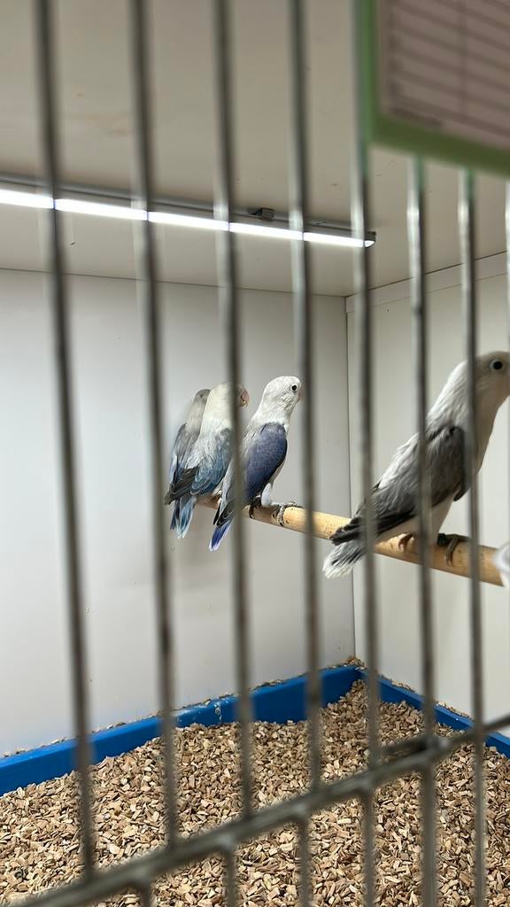 Jonge Ficheries, Dieren en Toebehoren, Vogels | Kanaries, Geslacht onbekend, Kleurkanarie