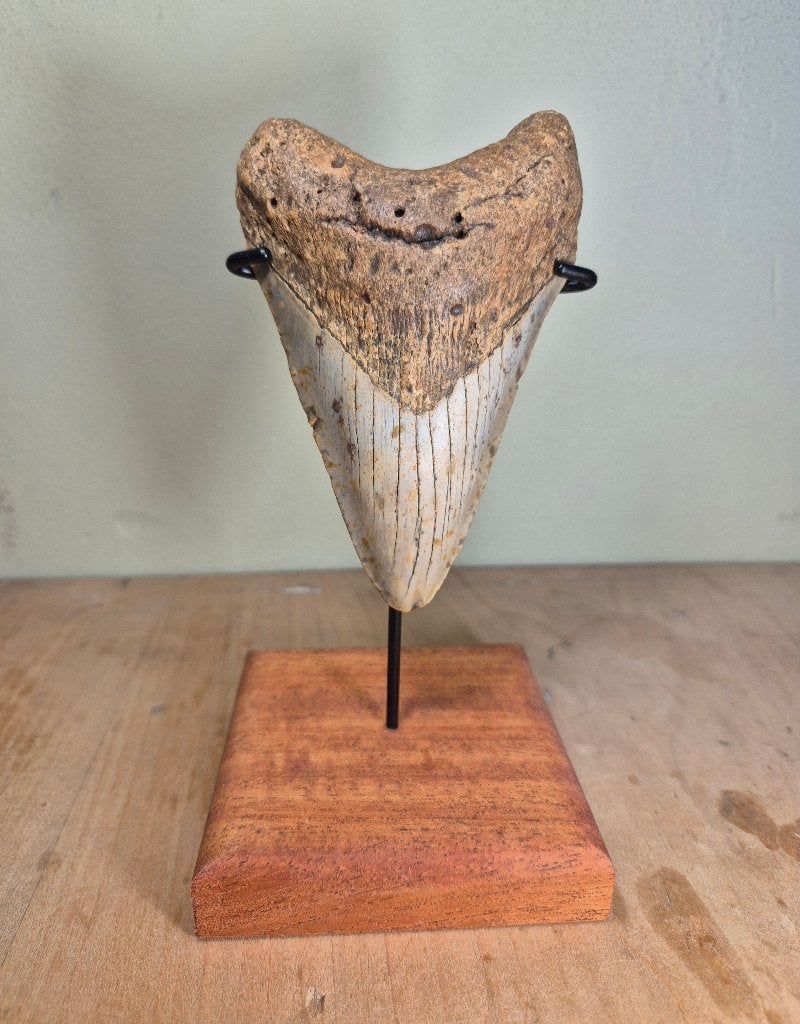Fraai rechte Megalodon tand met standaard!, Verzamelen, Mineralen en Fossielen, Ophalen of Verzenden, Fossiel