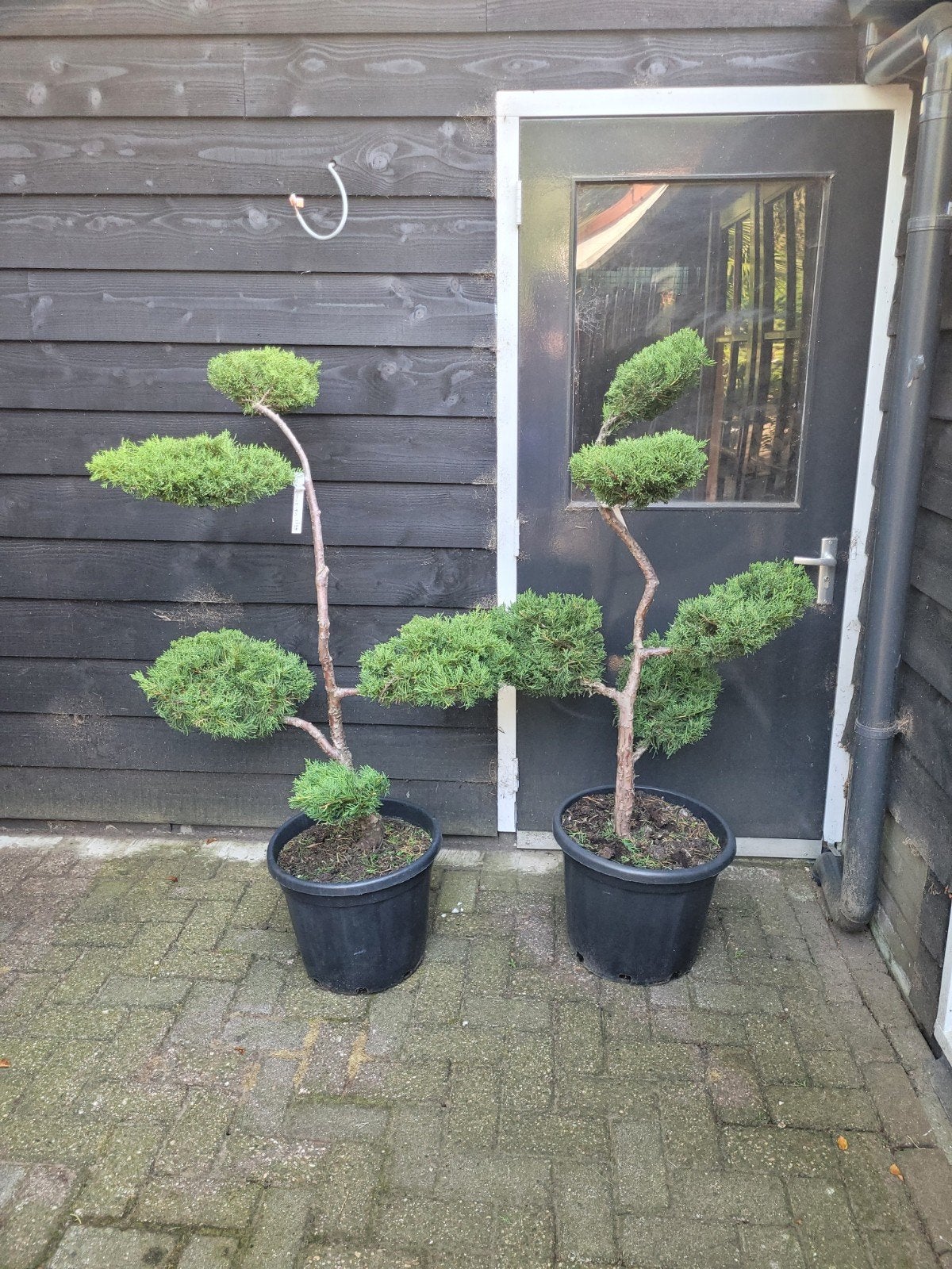 Juniperus Vormsnoei Bonsai - Unieke Tuinplant, Ophalen