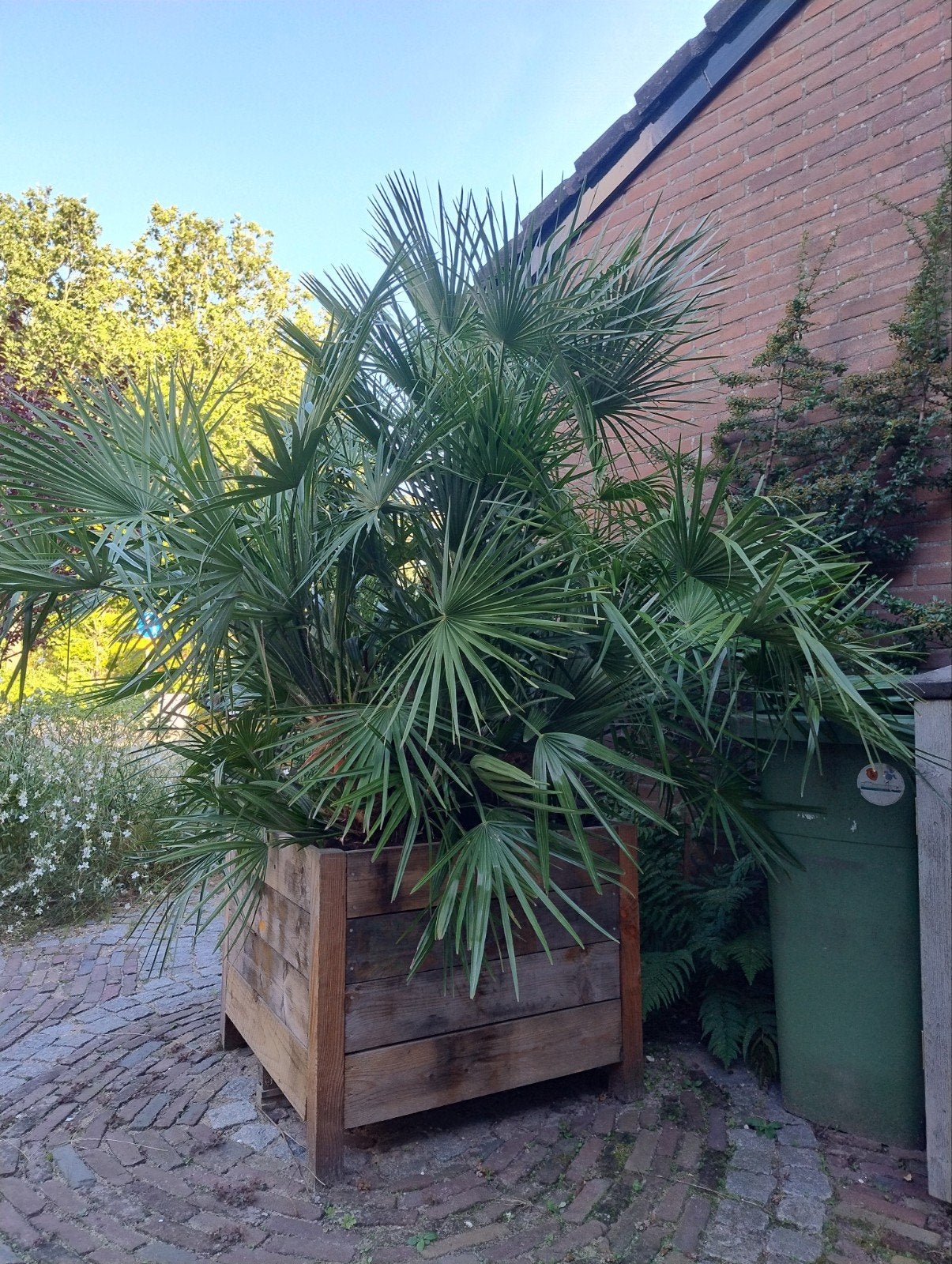 Chamaerops humilis XXL, Tuin en Terras, 100 tot 250 cm, Zomer, Palmboom, Ophalen