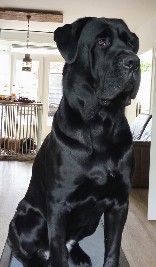 CANE CORSO VOLLEDIG GETEST OP  HDA/ED0/DSRA VRIJ, Reu, Parvo, Eén hond, 3 tot 5 jaar