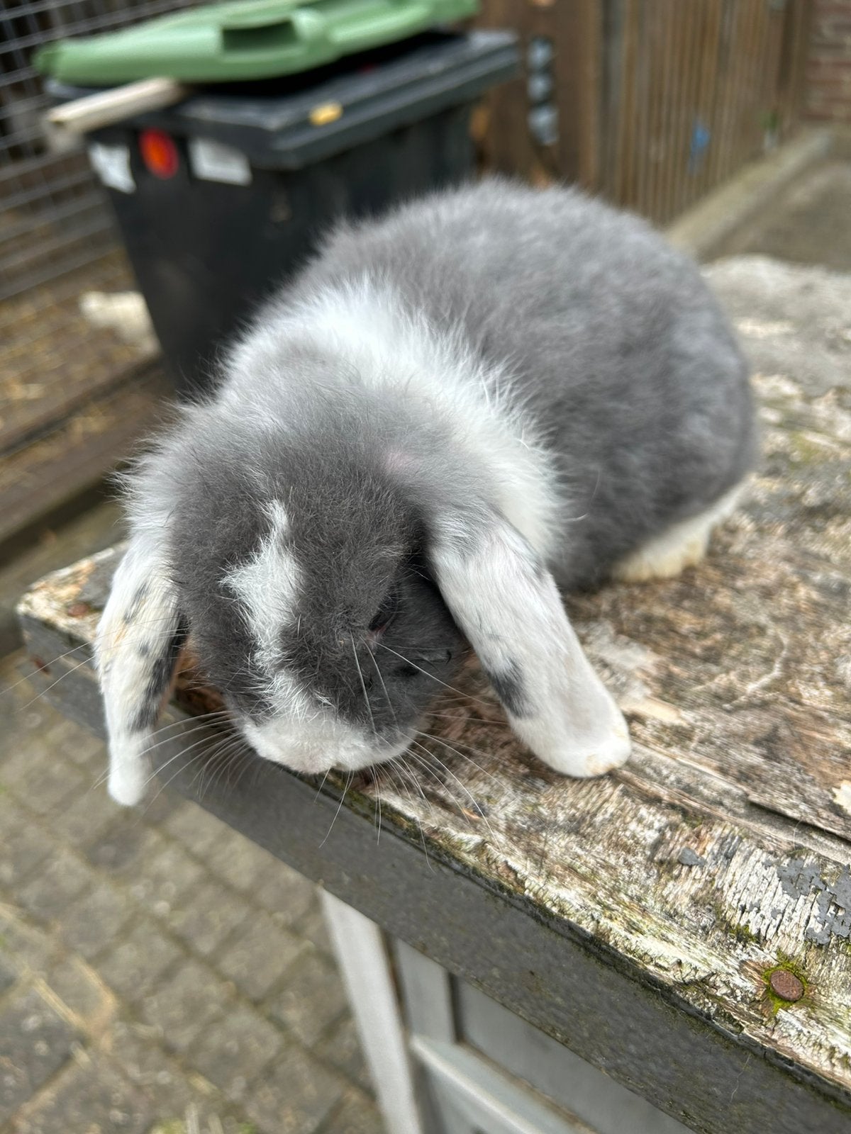 Jonge dwerghangoortjes NHD, Dieren en Toebehoren, Konijnen, Vrouwelijk, Dwerg, Hangoor, 0 tot 2 jaar
