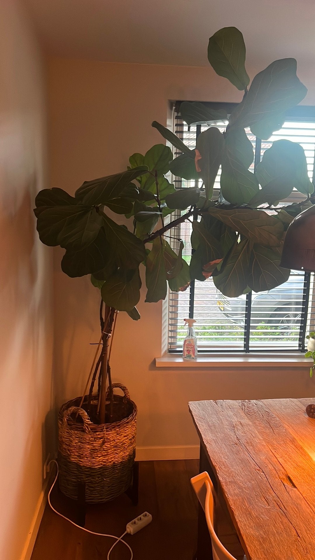 Kanerplant groot ficus, Ophalen, Ficus, Halfschaduw, 150 tot 200 cm