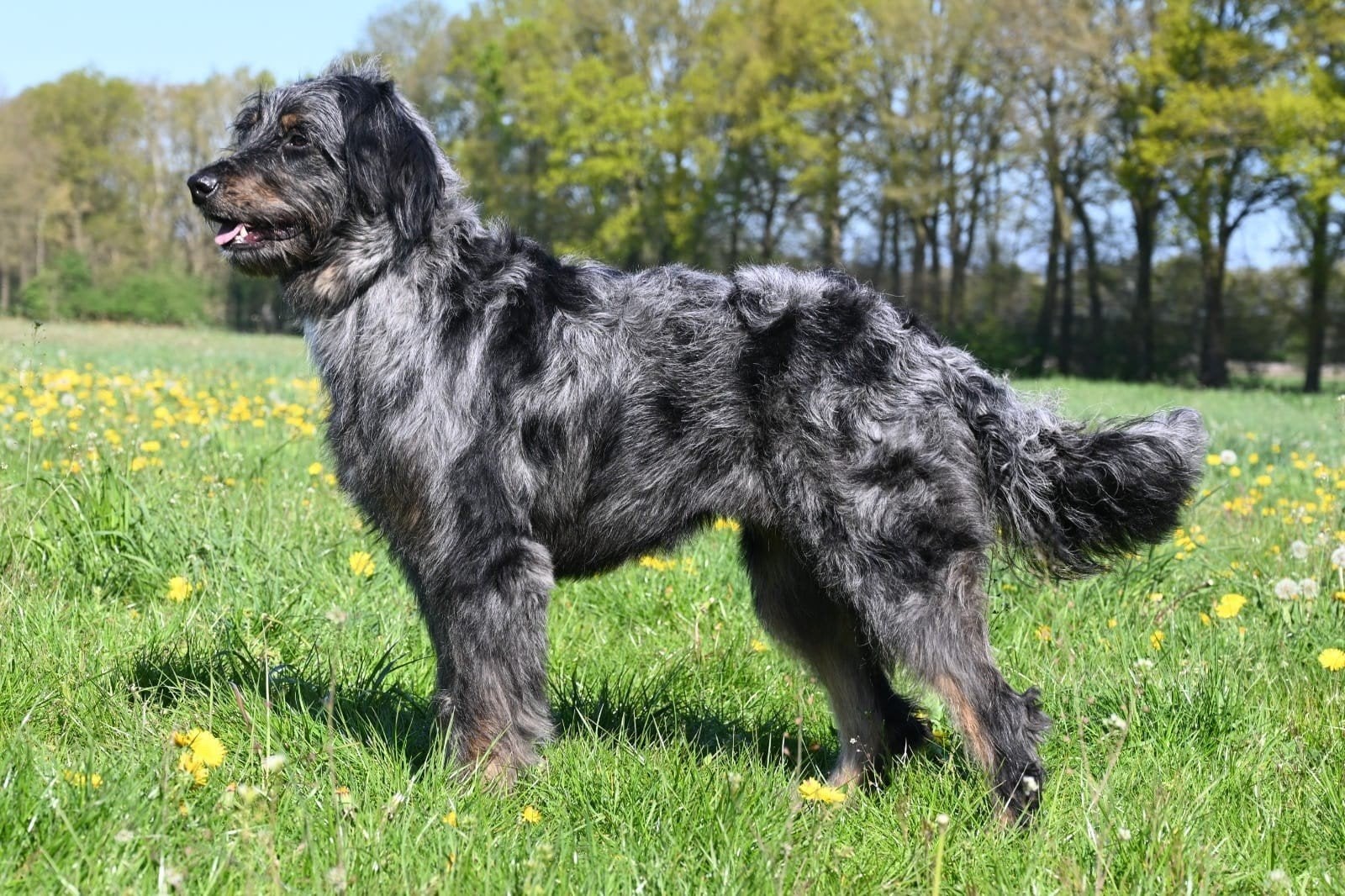 Bernedoodle Lola zoekt een blijvend gastgezin !, Parvo, Nederland, 1 tot 2 jaar, Teef