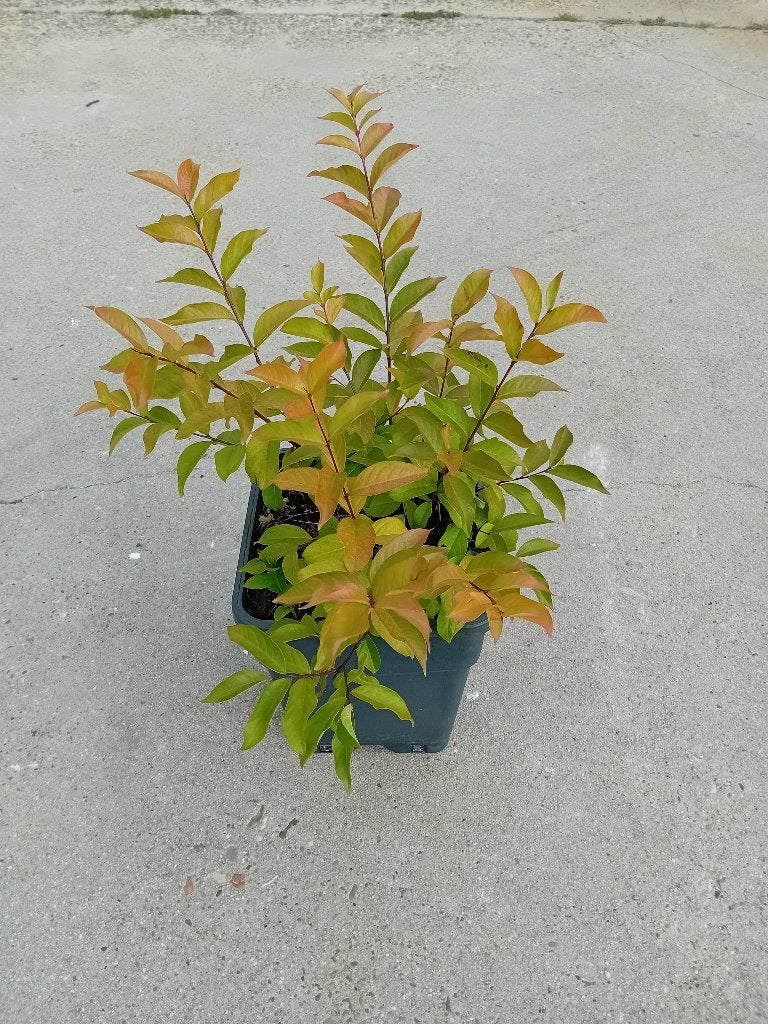 Lagerstroemia Muskogee, Tuin en Terras, Overige soorten, Volle zon, Vaste plant, Ophalen of Verzenden