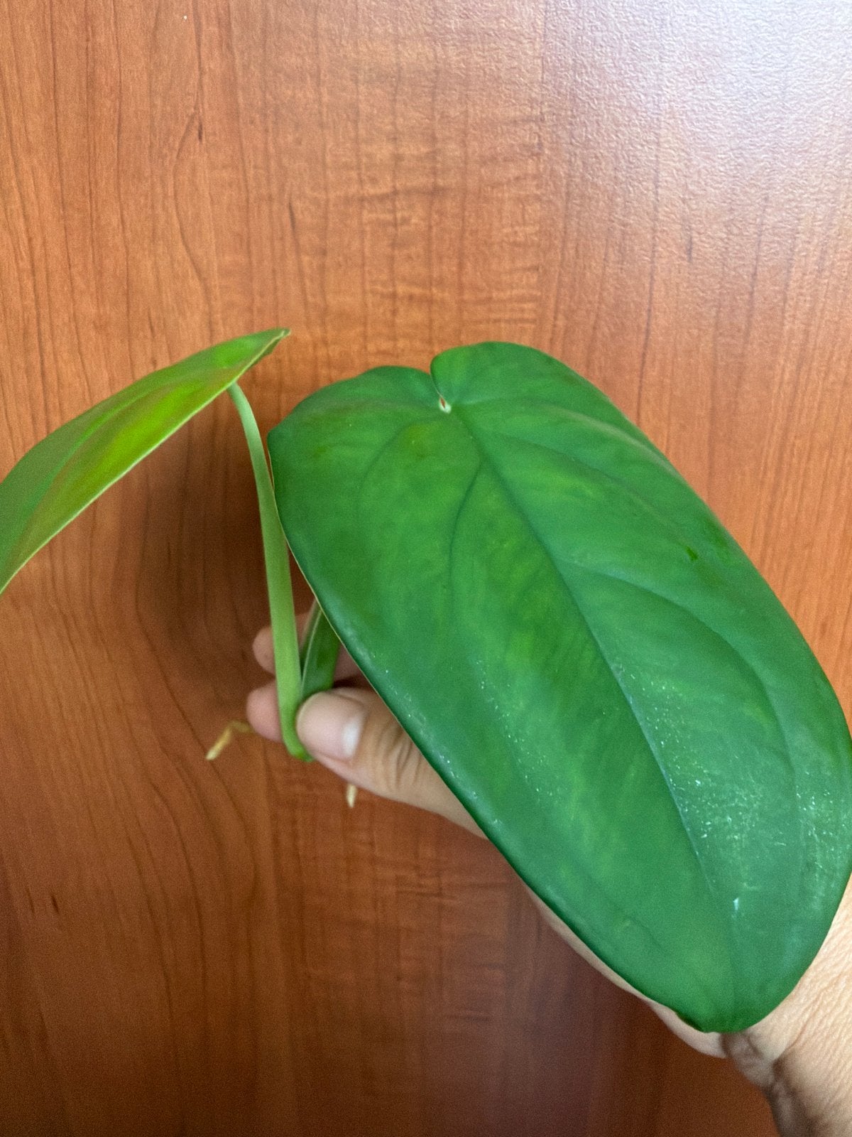 Syngonium Chiapense kopstek geworteld, Huis en Inrichting, Kamerplanten, Ophalen