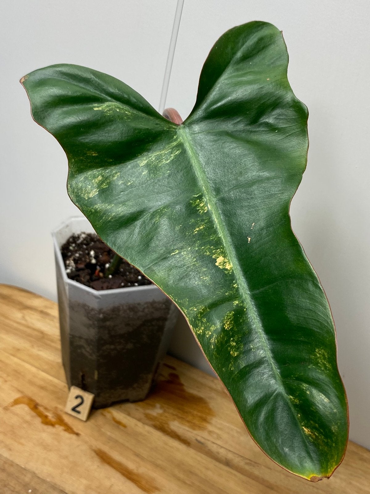 Philodendron Florida Beauty x Billietiae Variegata, Huis en Inrichting, Ophalen of Verzenden, Halfschaduw, Minder dan 100 cm